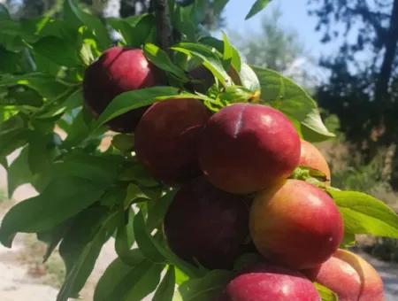 Tepearası Mevkiinde 40 Dönüm Arazi Üzerine Konumlandırılmış Çiftlik Evi(Tak01)